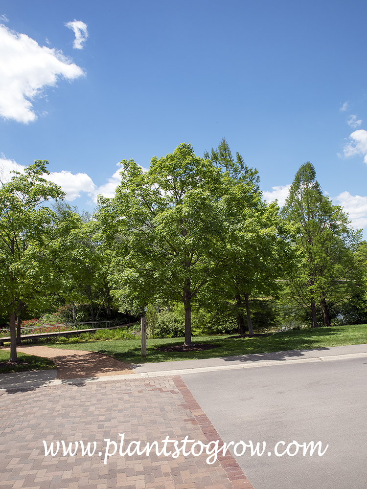 Sugar Maple (Acer saccharum)
A group of Sugar Maples.